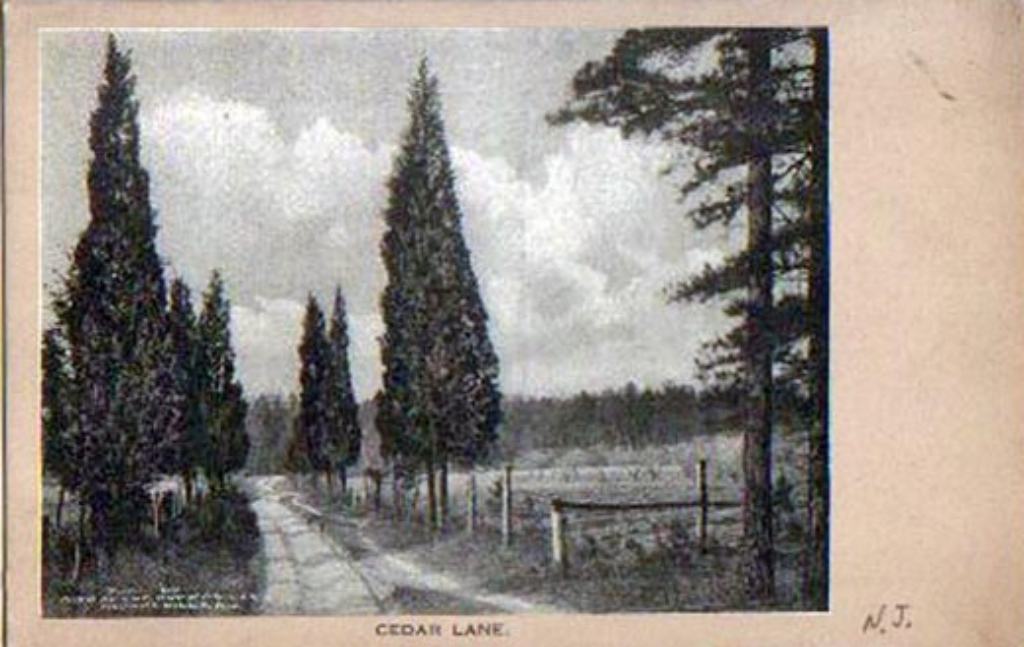 Historic postcard of Cedar Lane in Browns Mills, a dirt lane lined with cedar trees