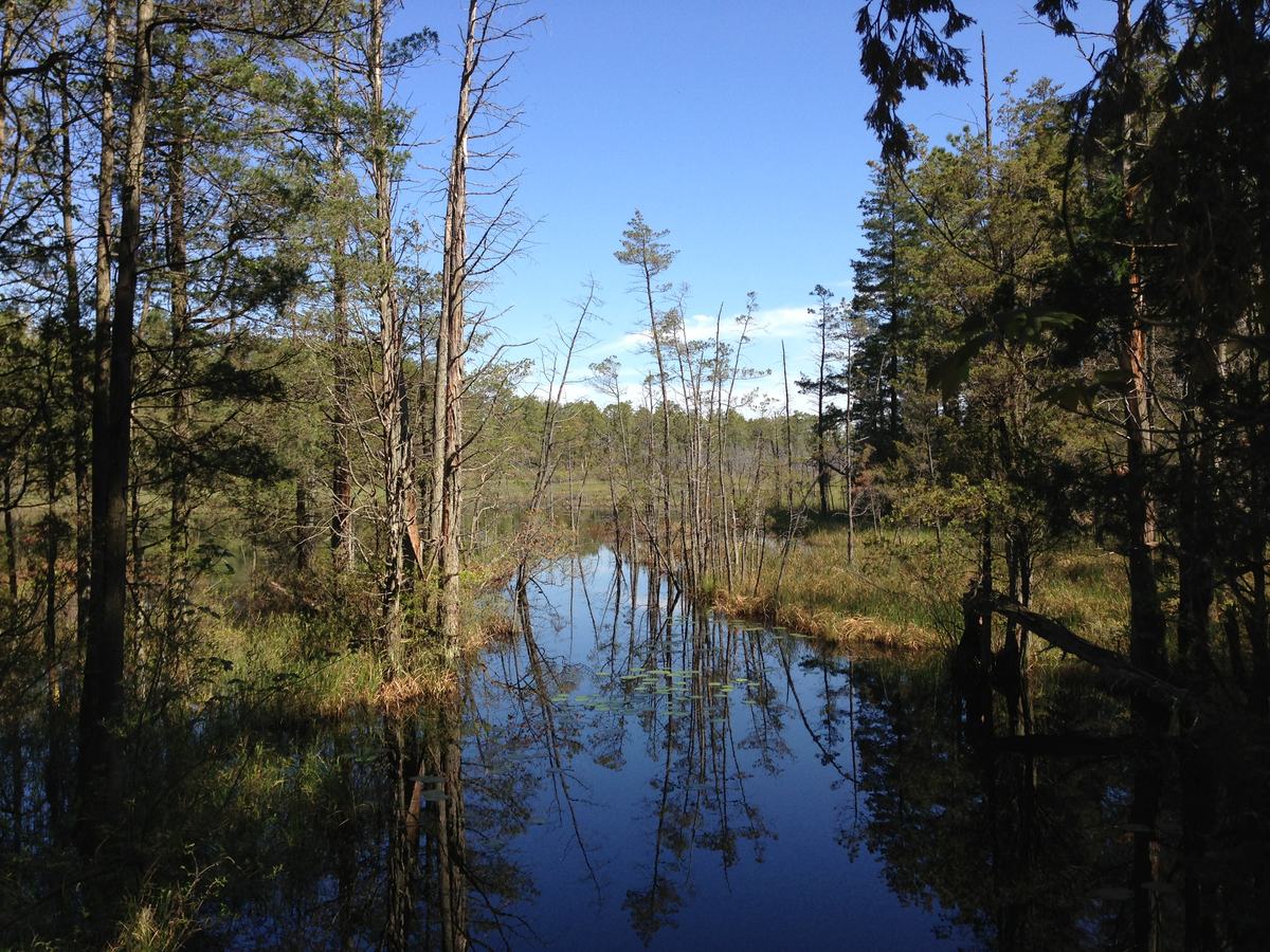 View north across Pakim Pond from its dam, pines on the far shore