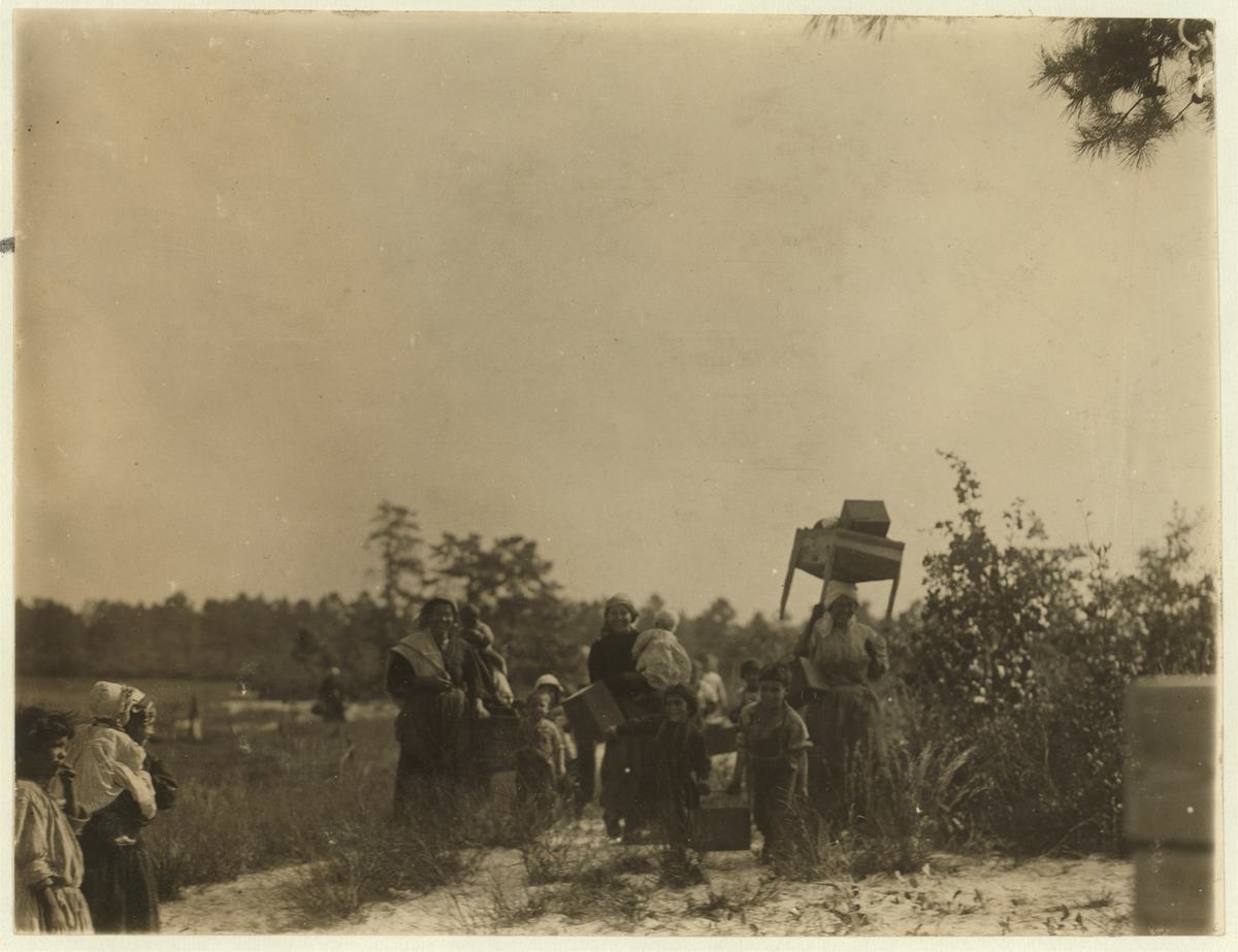 Cranberry pickers crossing a bog at Whites Bog in 1910, carrying baskets and belongings