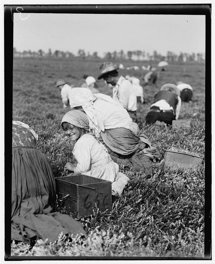 A young cranberry picker carrying a basket at Whites Bog, Browns Mills, in 1910